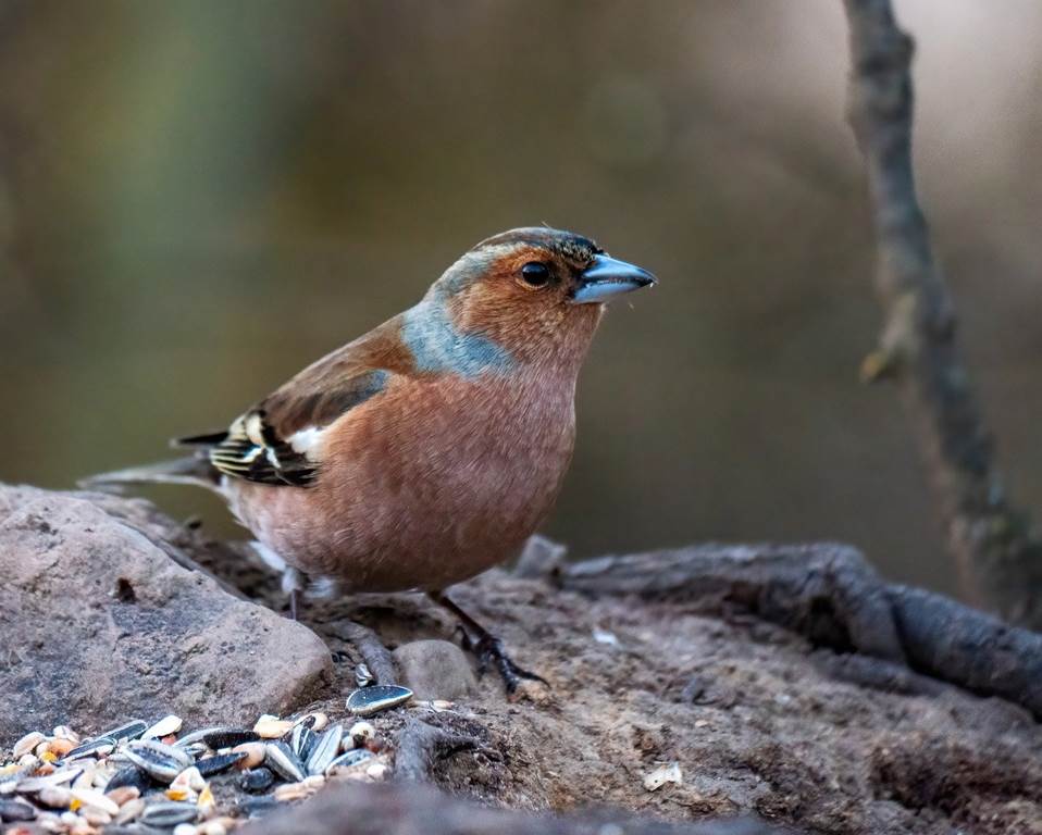 Visite ornithologique intégrale STEP