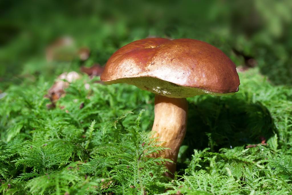 Événement : Exposition : Les champignons