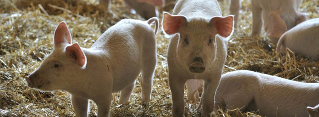 GAEC des blondes - Viandes bovines, porcine et volaille — photo 2