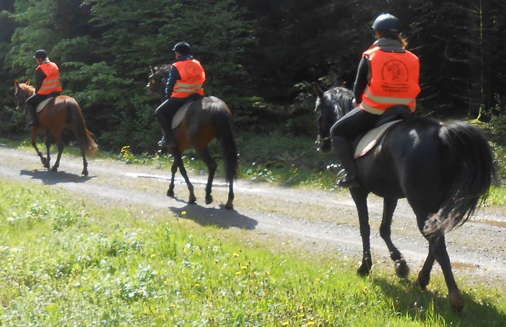 Ferme Equestre de la Croix Colas - Balades à cheval  France Grand Est Ardennes Signy-le-Petit 08380