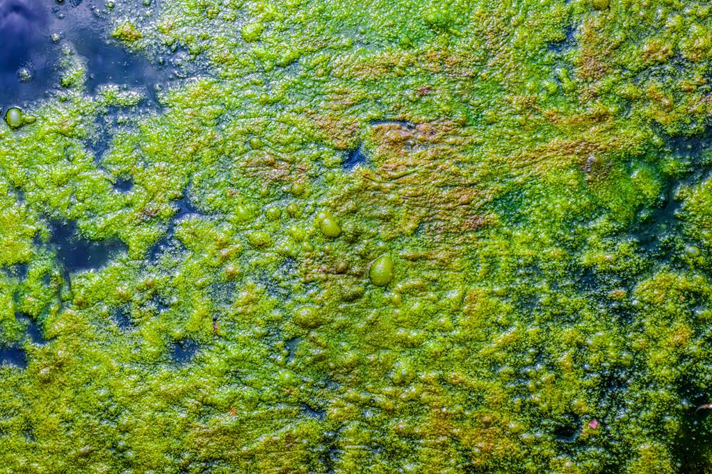 Des cyanos à Bairon ? Etude des causes et des risques sanitaires