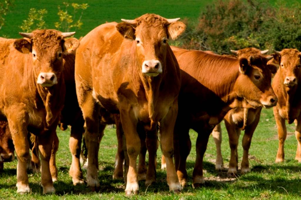 GAEC des blondes - Viandes bovines, porcine et volaille  France Grand Est Ardennes Givron 08220