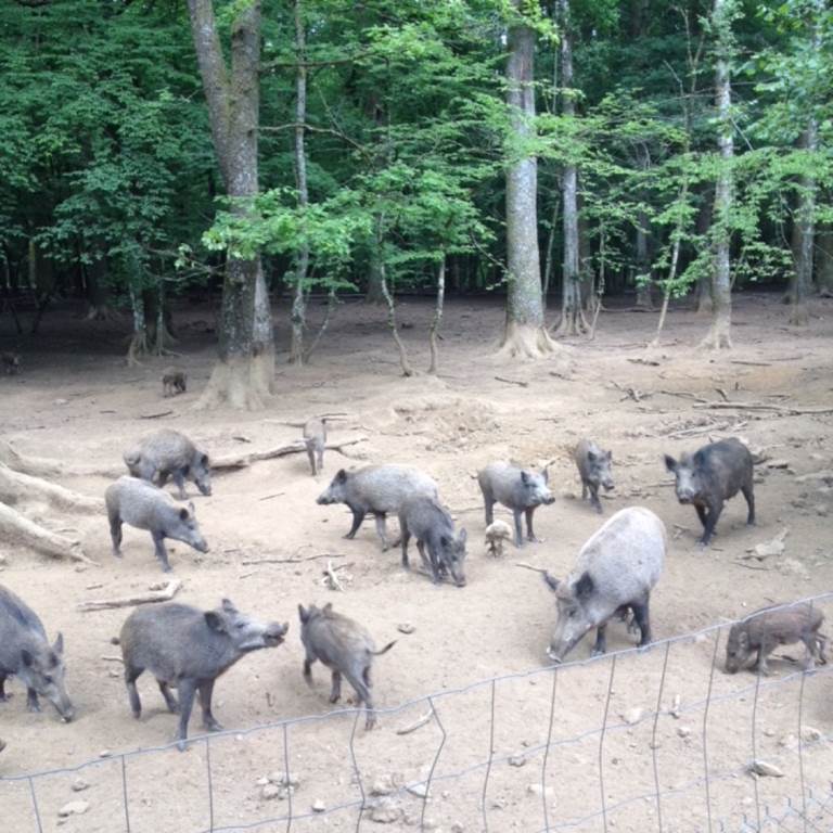 Parc Animalier de Charleville-Mézières