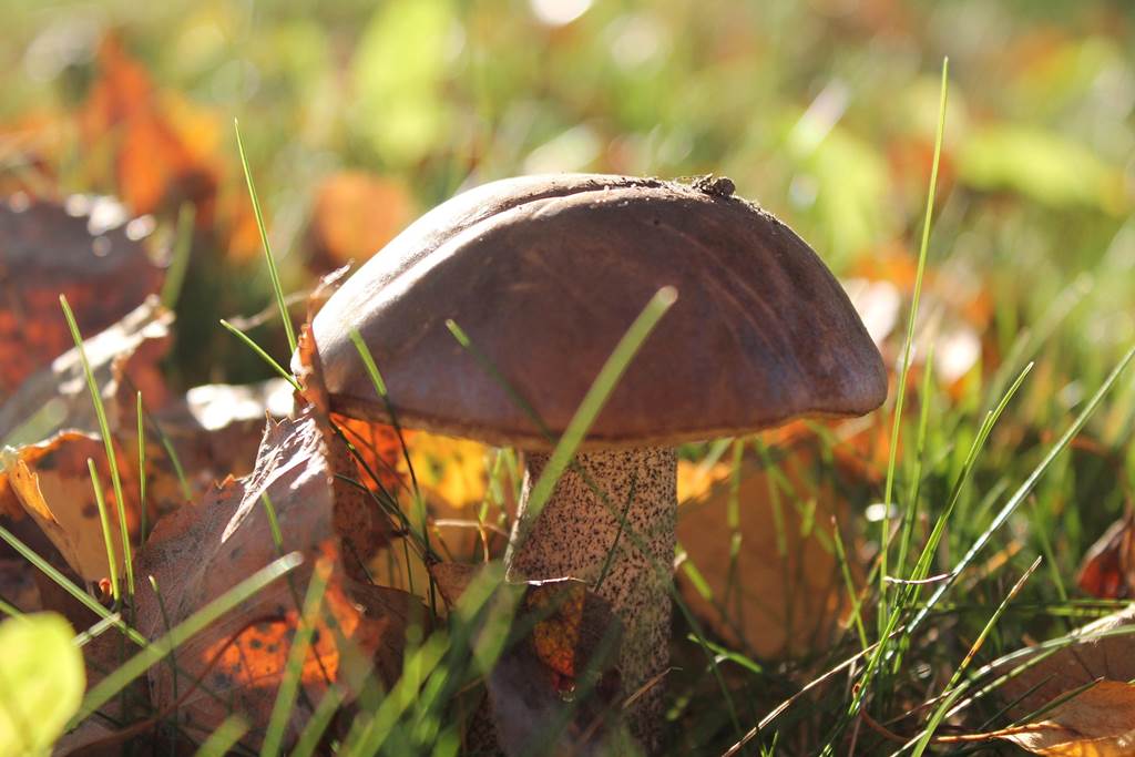 Sortie Champignons