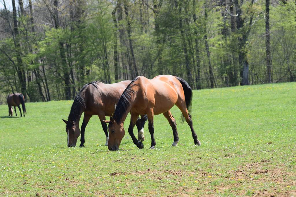 Domaine des Loches, Mazerny - photo 22
