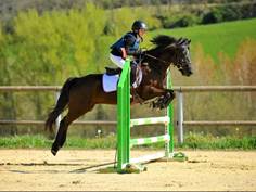 Concours Saut d'obstacle à Pépianne