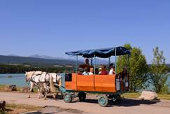 Promenades en attelage avec des chevaux de trait. Association Terre et Toile