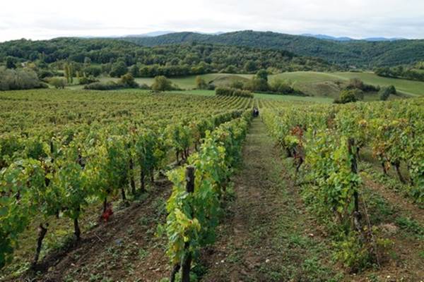 Rangées de vignes du Domaine de Sabarthes