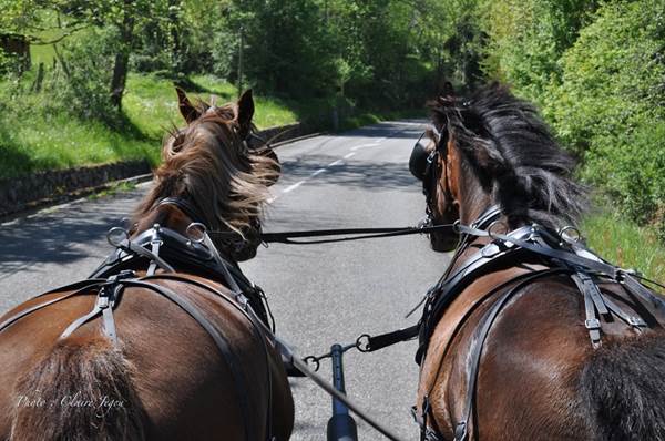randonnées guidées en attelage