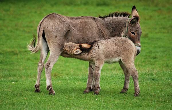 les animaux de la ferme
