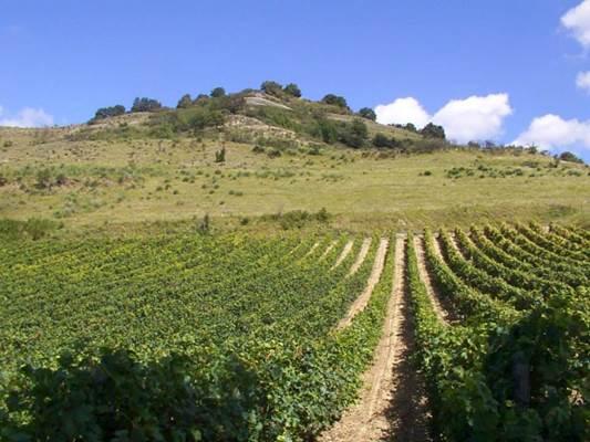 Les Vignes - Domaine de Sabarthès
