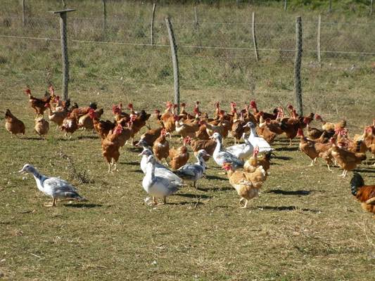 poules