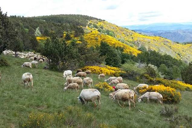 troupeau de moutons en transhumance