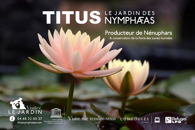 concoules-titus-jardin-nympheas