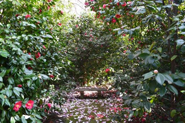 Parc floral des Camellias