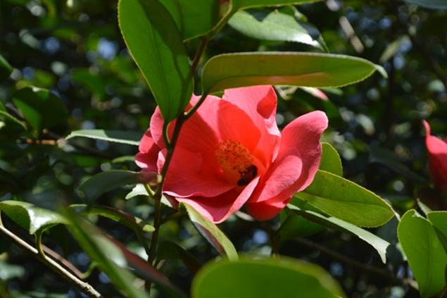 Parc floral des Camellias 