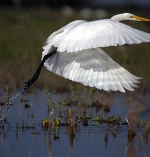 Balade nature : Les oiseaux hivernants en bord de Meuse