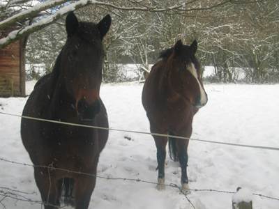 Centre Equestre de Marlemont