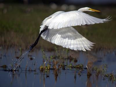 Balade nature : Les oiseaux hivernants en bord de Meuse