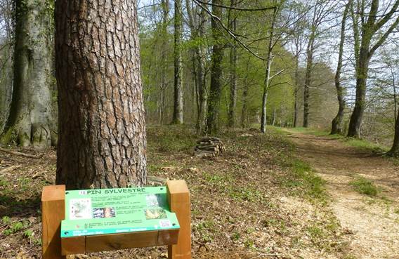 Arboretum de Vrigne Aux Bois