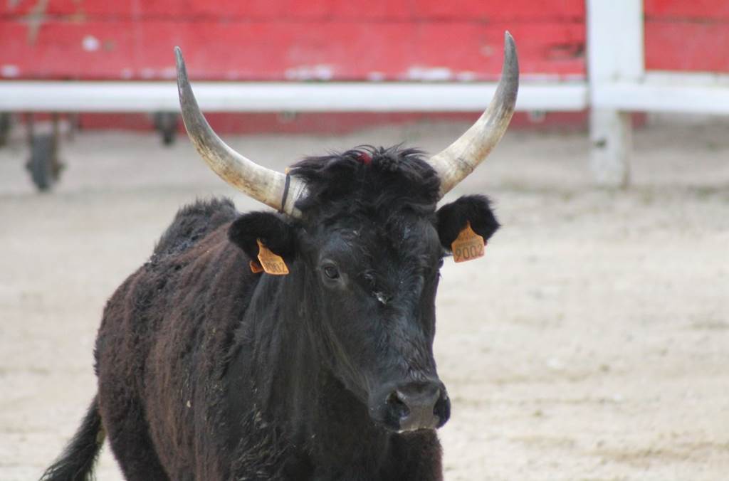 Course camarguaise