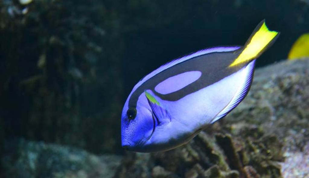 L'Aquarium de Vannes