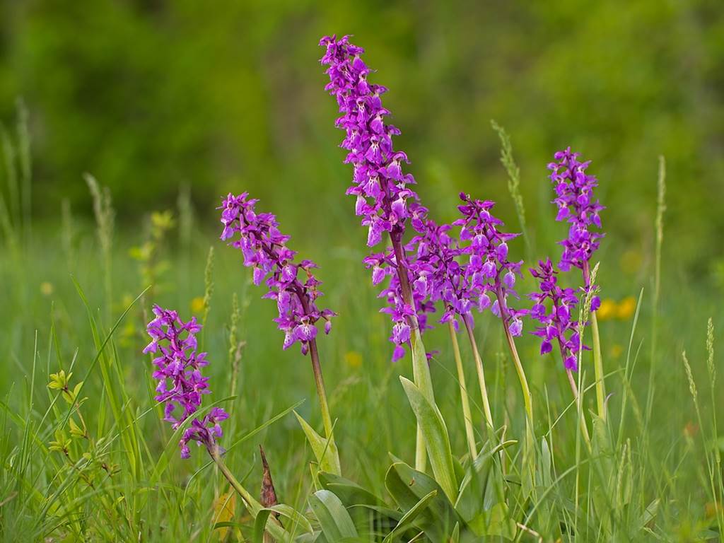 Les pelouses à orchidées