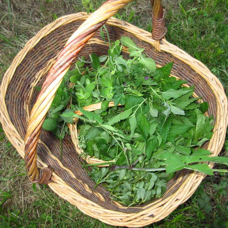 Une leçon de cuisine durable
