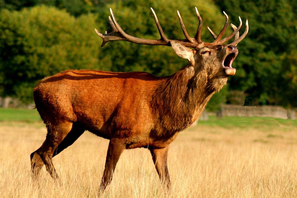 RDV avec le Parc : Brâme du cerf