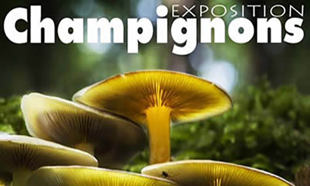 Expo champignons
