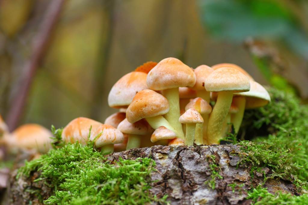 Mycologie à Signy-l'Abbaye