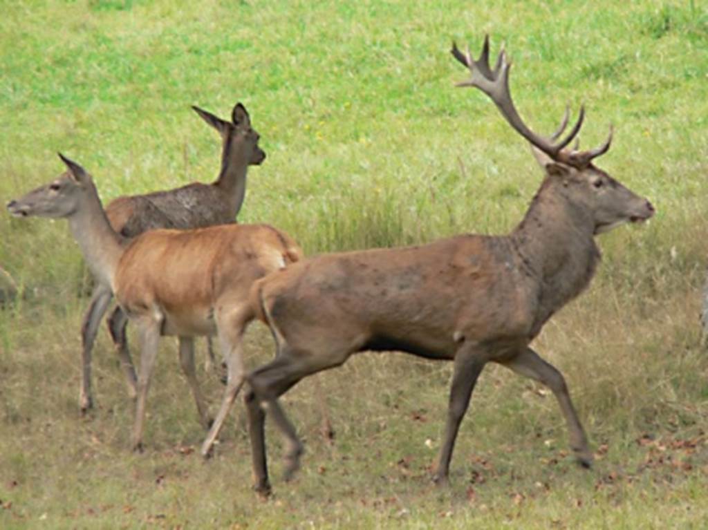 Grande Faune Sauvage