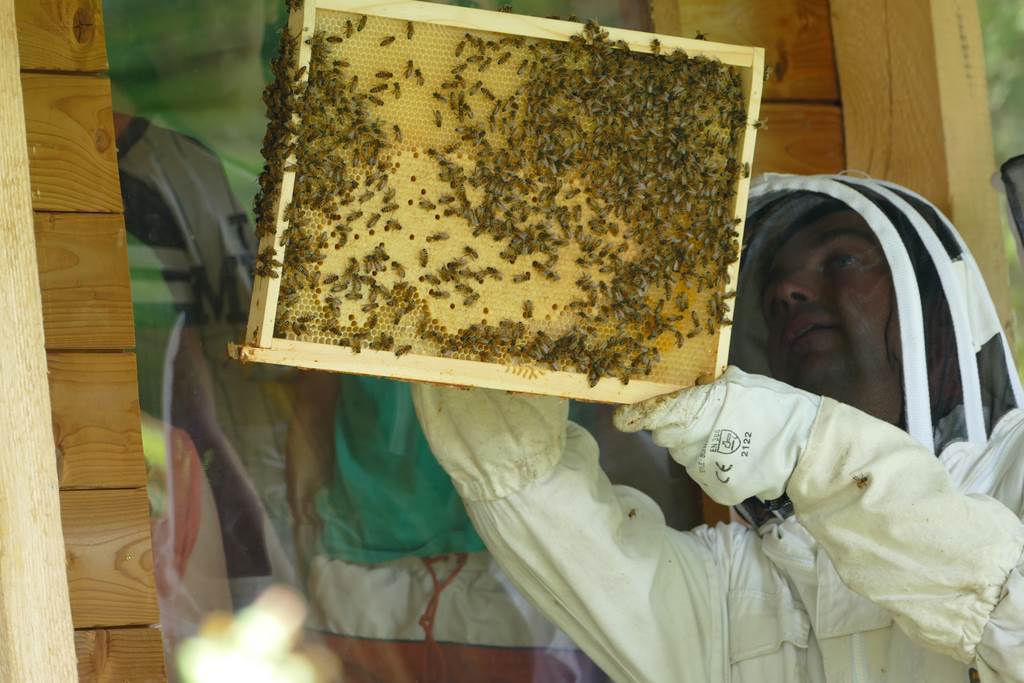 Le Rucher du Marcassin - Ferme pédagogique apicole