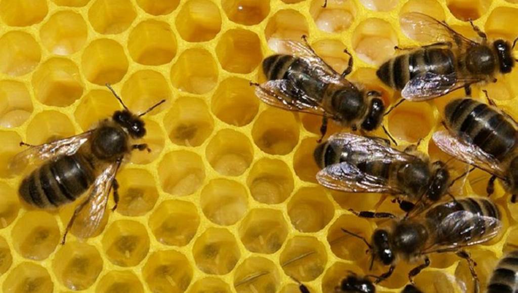 Où sont passées les abeilles ?