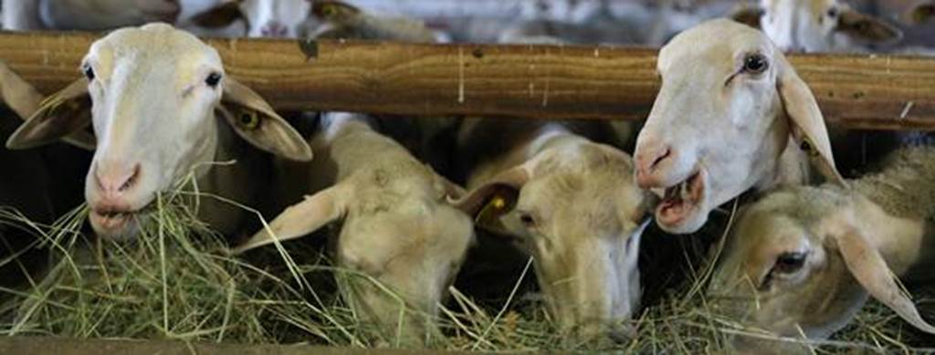 Randonnée et fromage autour de la ferme Saint-Quentin