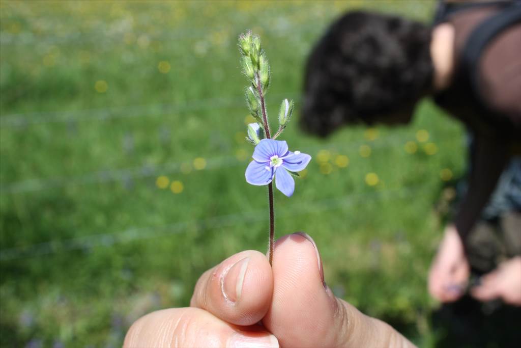 Les plantes et les bords des chemins