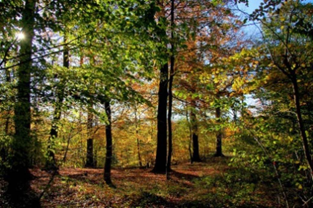 Fruits et baies sauvages d’Automne