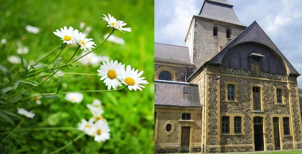 Atelier Pantes médicinales à l'abbaye de Laval-Dieu