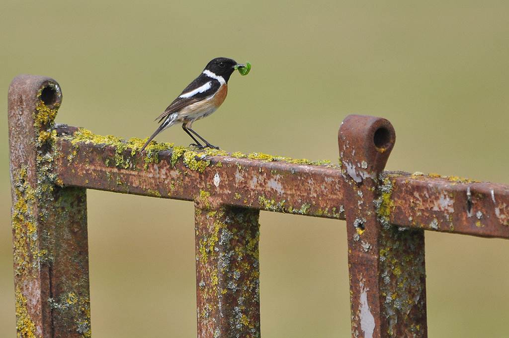 Conférence : Les oiseaux de la vallée de l'Aisne