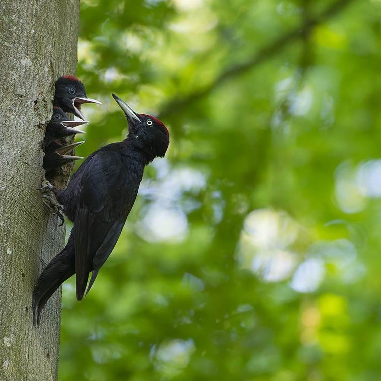 Quand la forêt chante : à la découverte des oiseaux ardennais