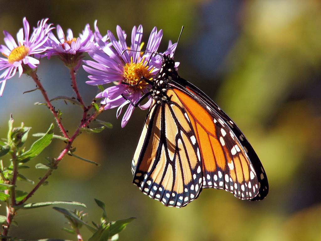 Les papillons des pelouses calcaires