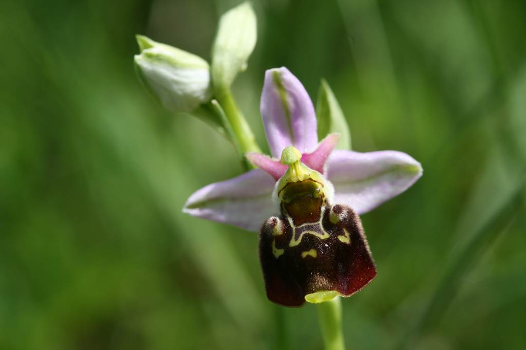 Les orchidées des pelouses sèches