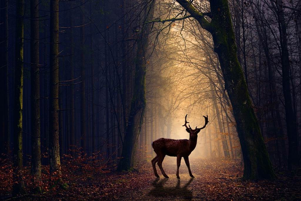 Sortie nature: La faune nocturne en forêt