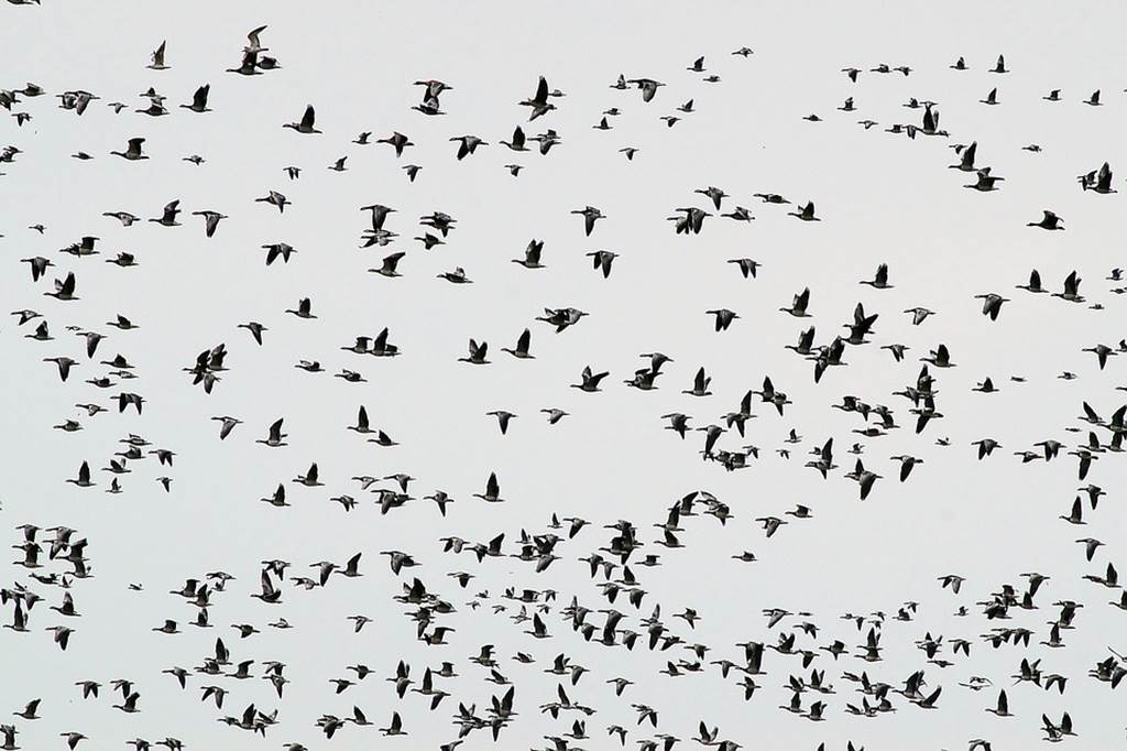 Suivi de la migration des oiseaux sur les tourbières de la Bar