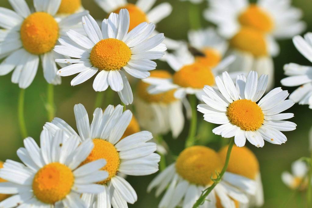 ANNULEE - Sortie nature : Les plantes médicinales