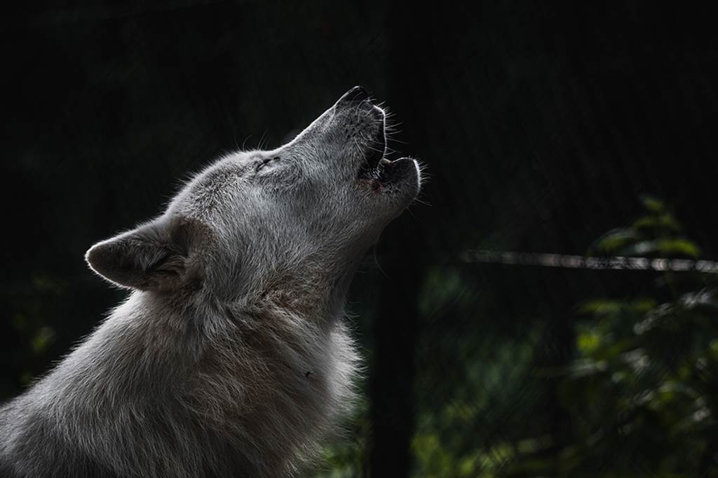 Conférence : du loup aux chiens