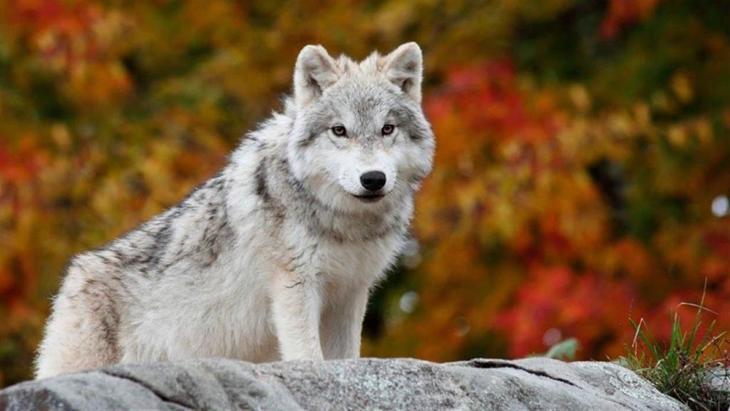 Exposition « Les Loups »