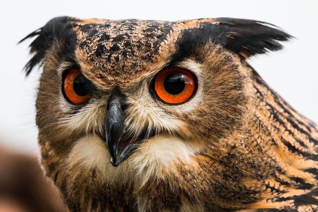 Sortie nature : Le Grand Duc de Chooz
