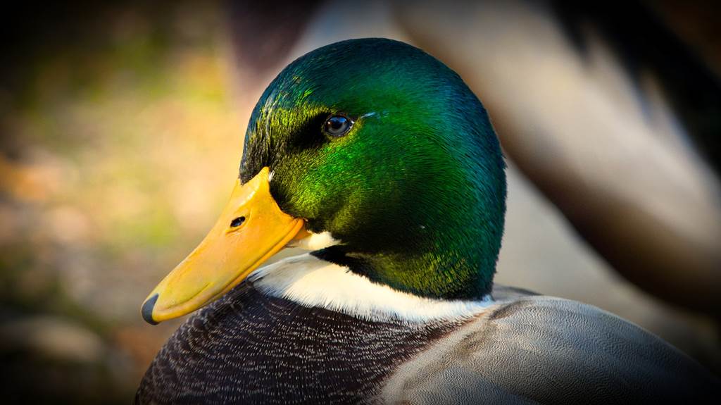 Sortie nature: Les oiseaux d'eau des Ayvelles