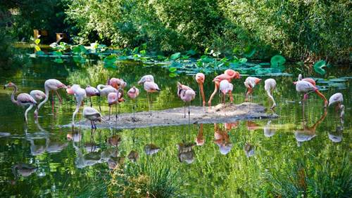 Branféré : Parc animalier et botanique - Parcabout